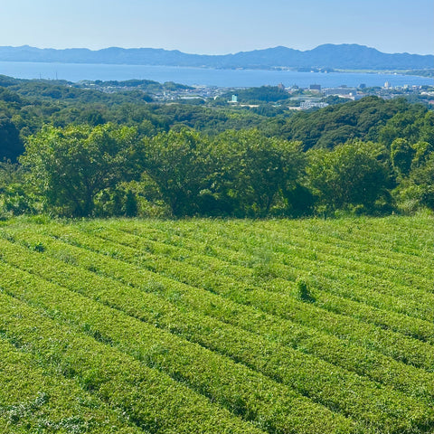 ほうじ茶 幸 -SACHI-